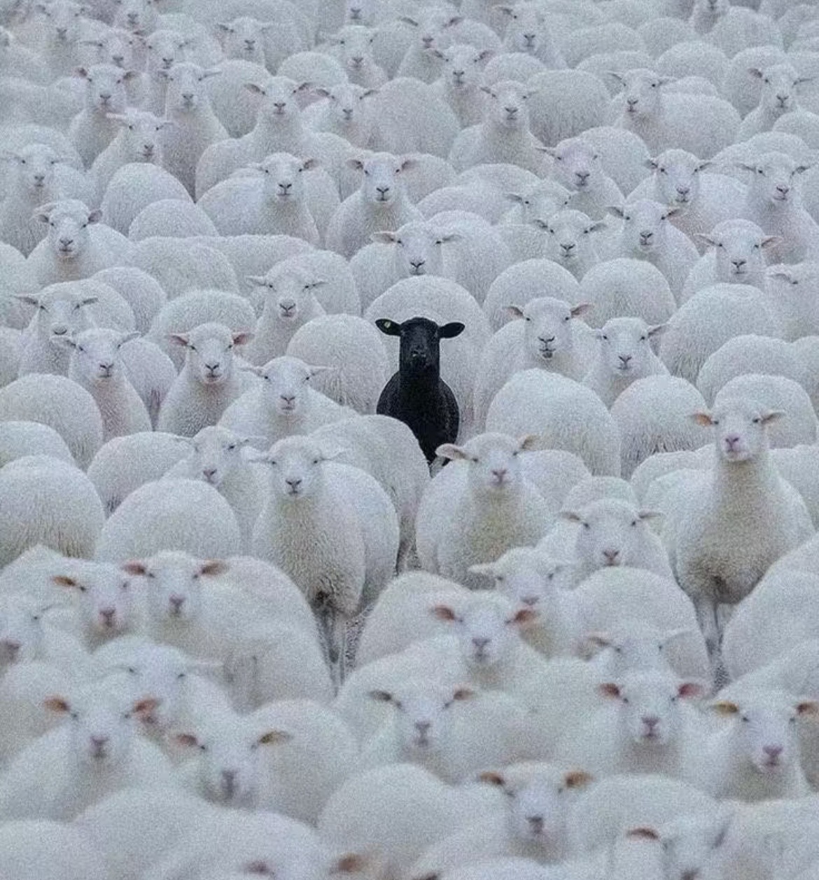 The Philosophy of Being a Black Sheep 2